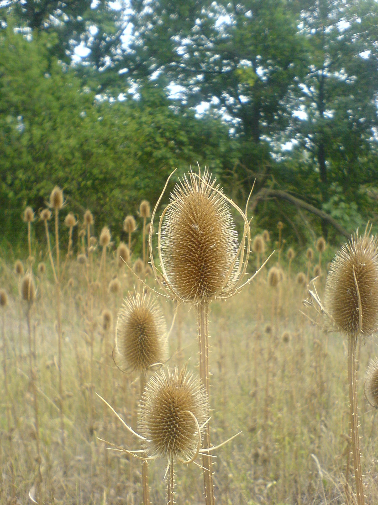 DSC00029.JPG